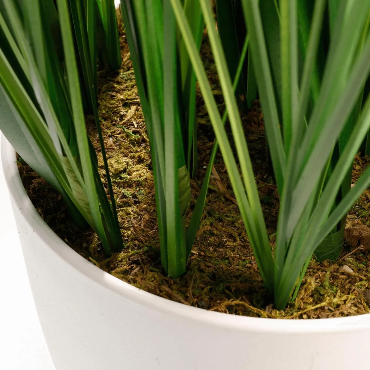 Plantas De Interior|Hierba Decorativa>DecoWoerner XXL Deco Tiger Grass En Maceta Blanca 150 Cm verde