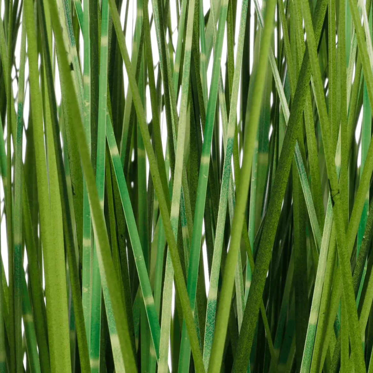 Plantas De Interior|Hierba Decorativa>DecoWoerner XXL Deco Tiger Grass En Maceta Blanca 150 Cm verde
